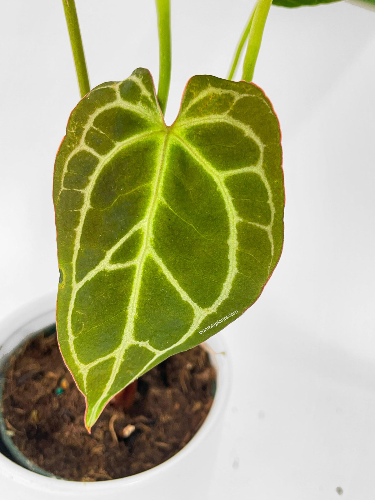 Anthurium Crystallinum