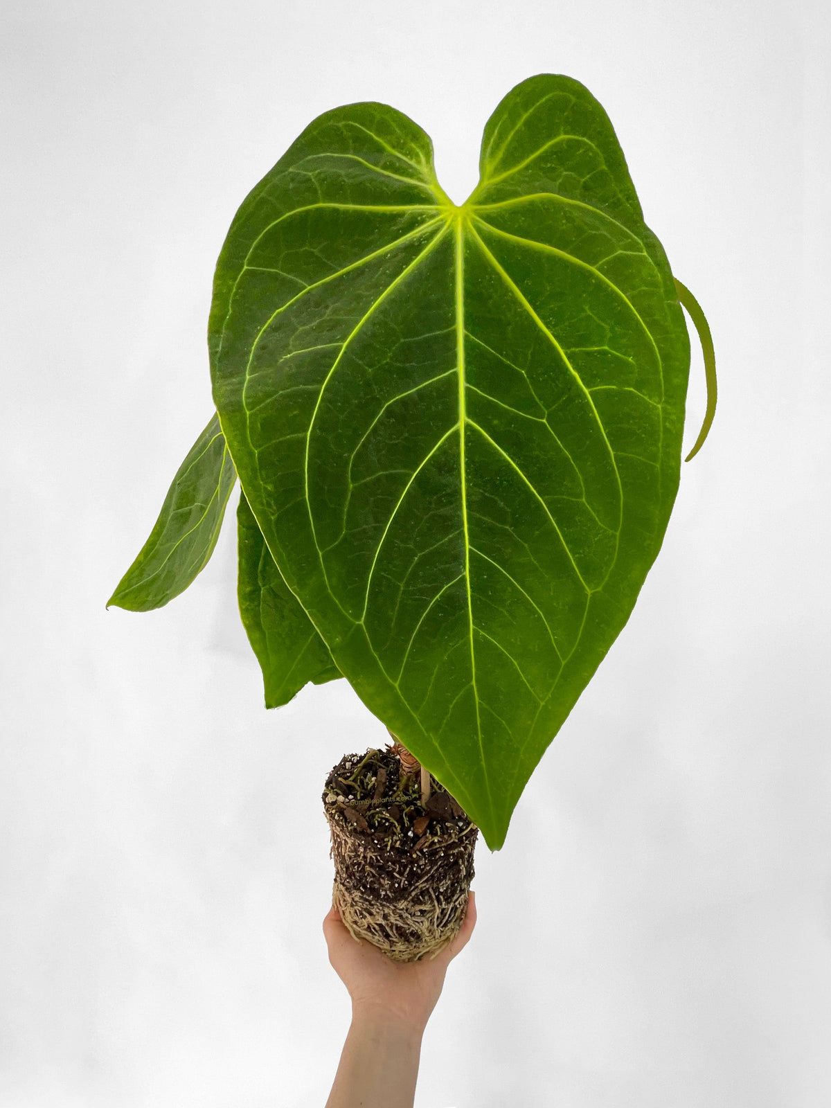 Anthurium Magnificum