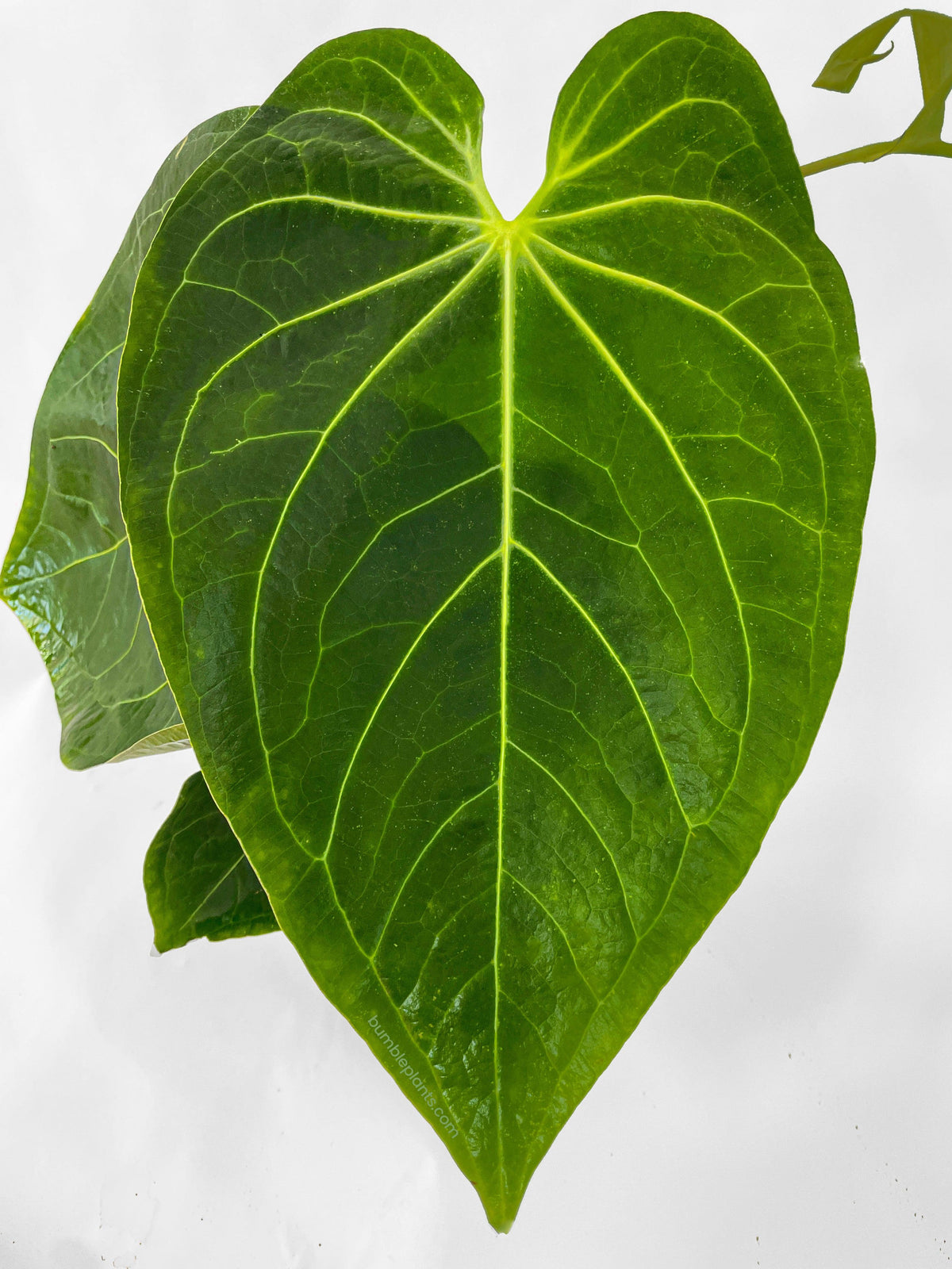 Anthurium Magnificum