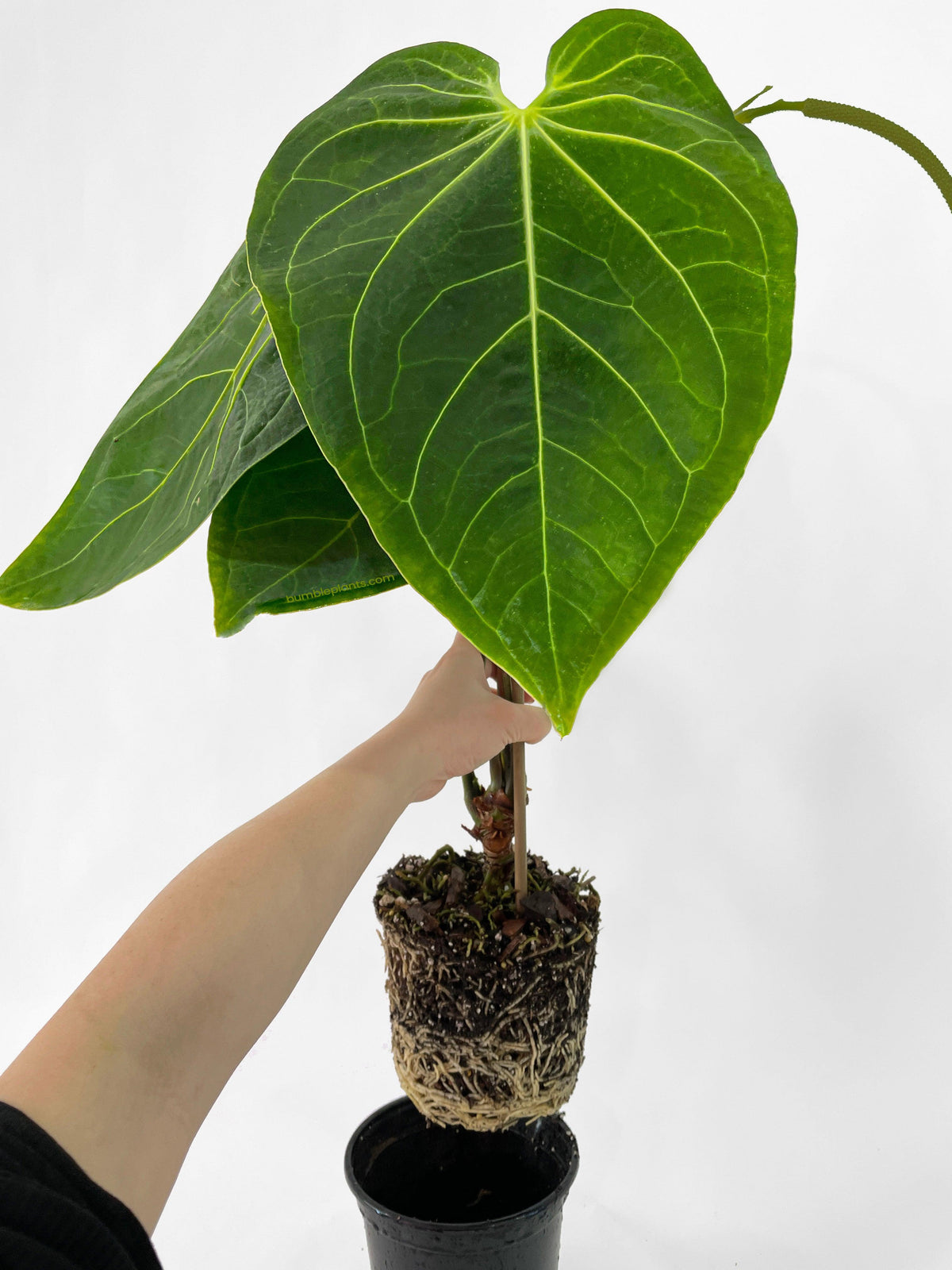 Anthurium Magnificum