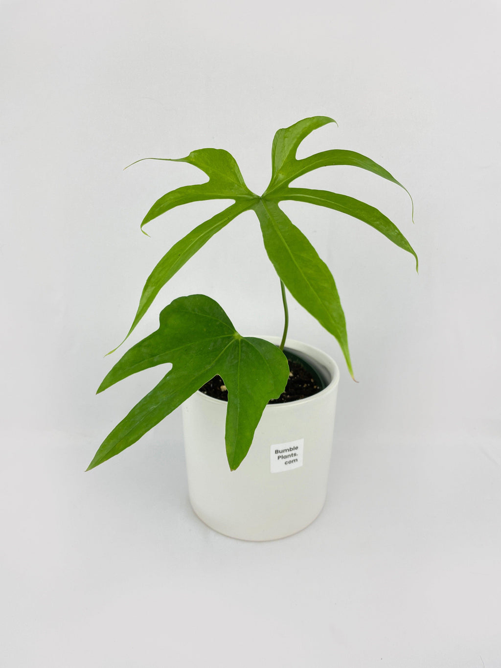 Anthurium Pedatoradiatum