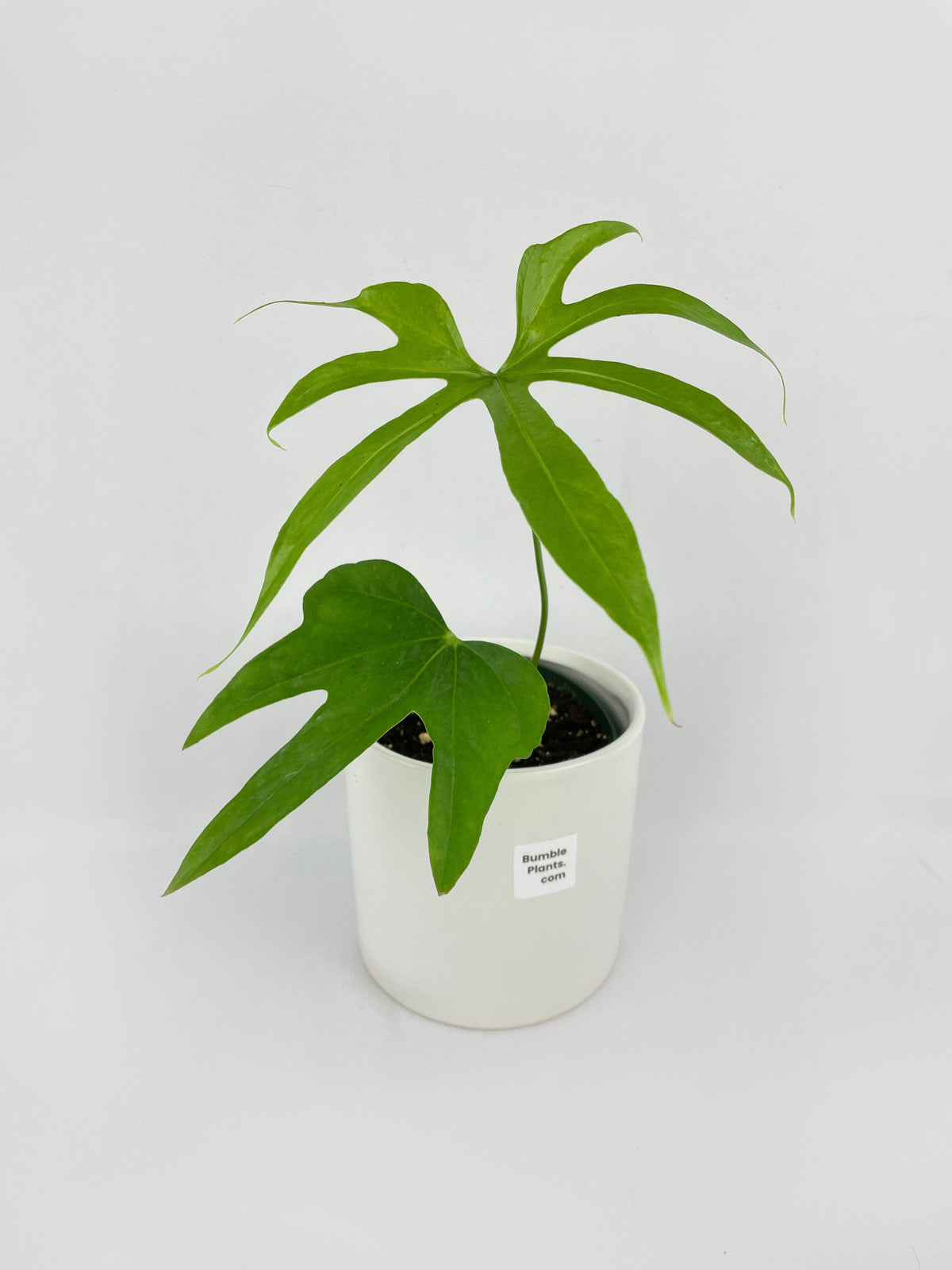Anthurium Pedatoradiatum