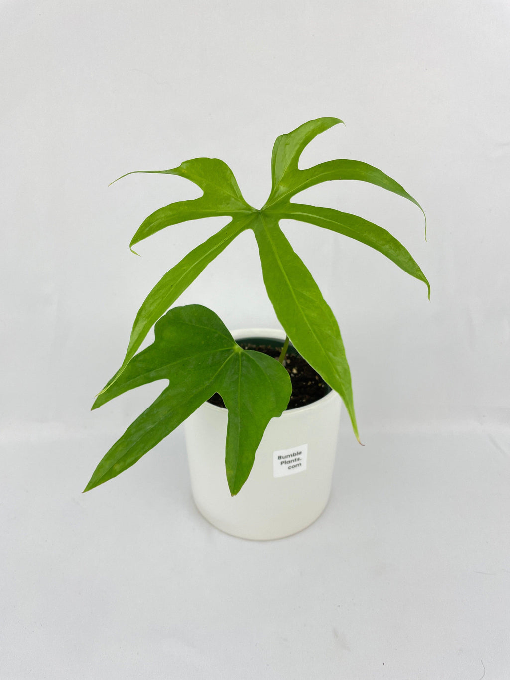 Anthurium Pedatoradiatum