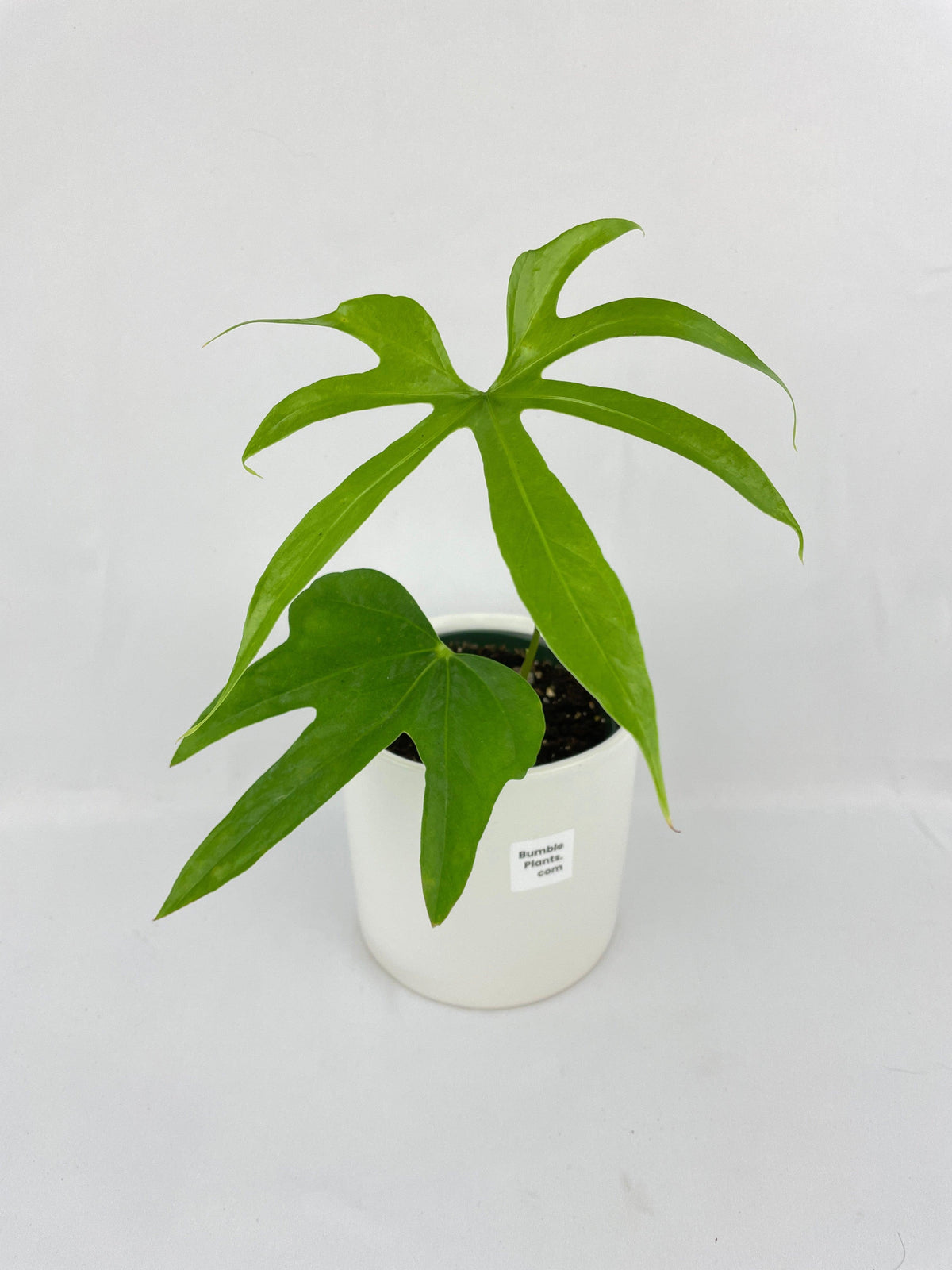Anthurium Pedatoradiatum