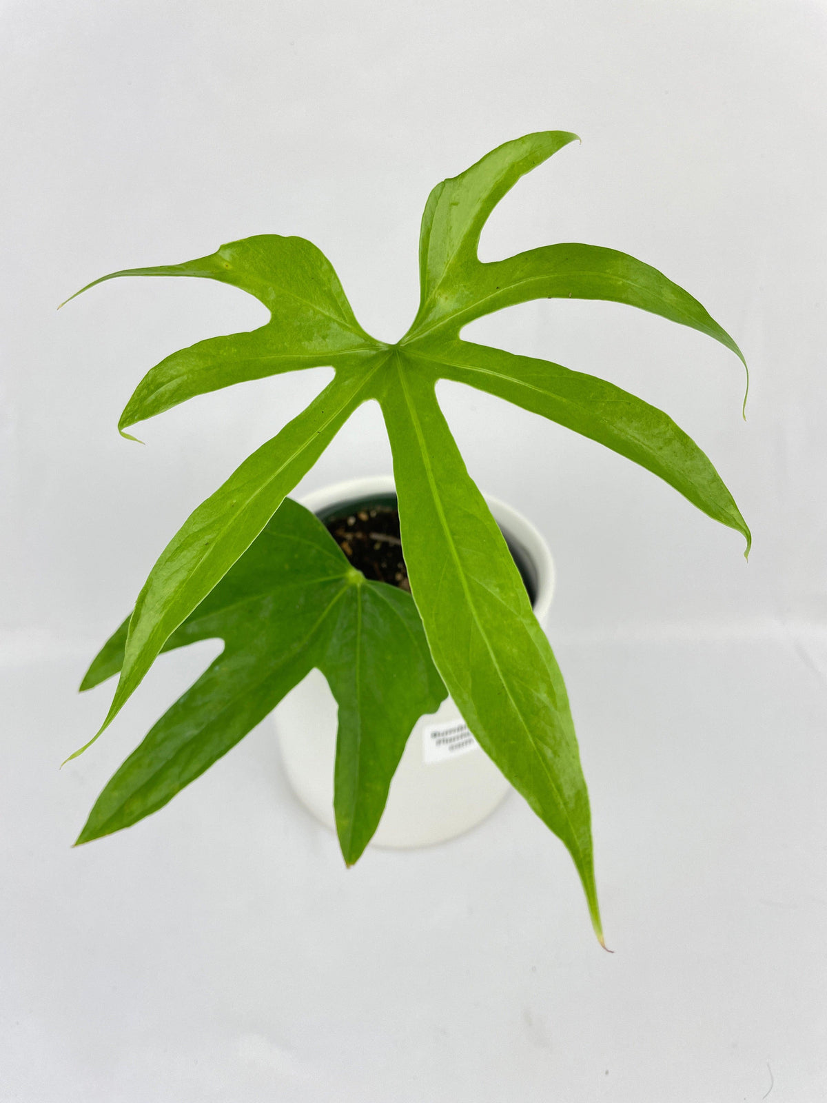 Anthurium Pedatoradiatum