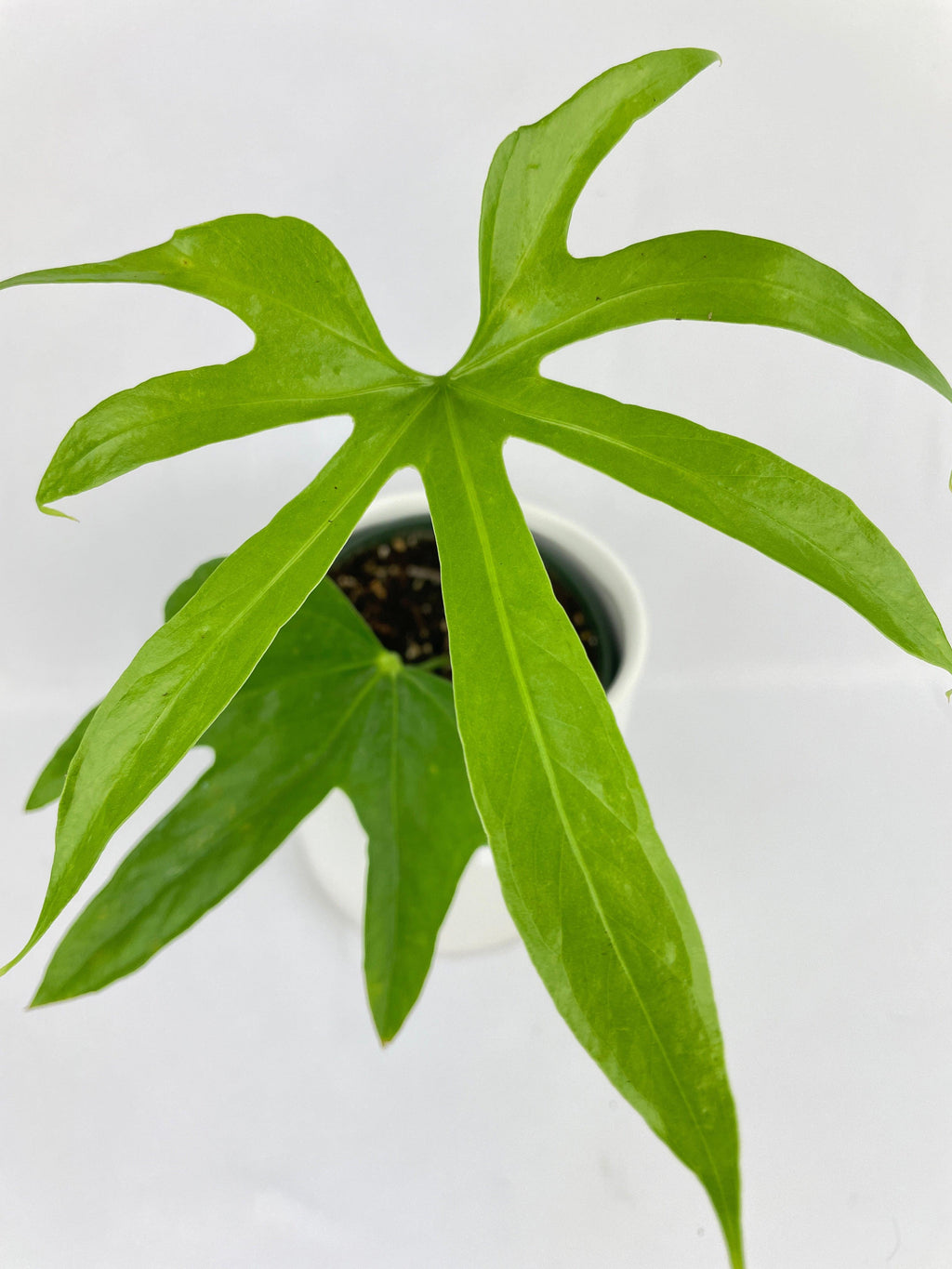 Anthurium Pedatoradiatum