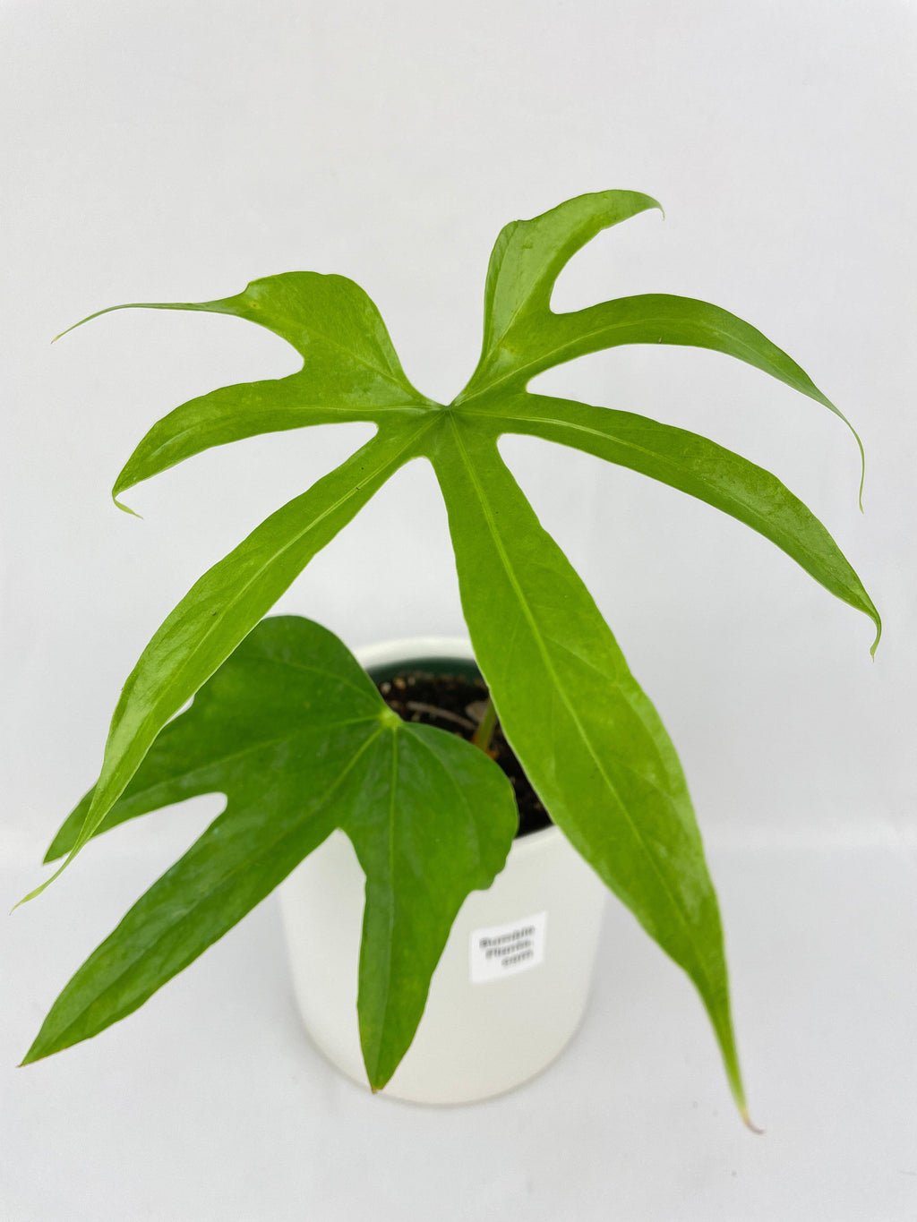Anthurium Pedatoradiatum