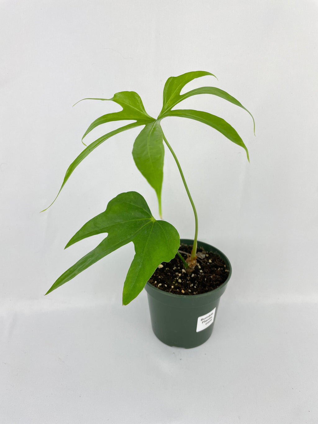 Anthurium Pedatoradiatum