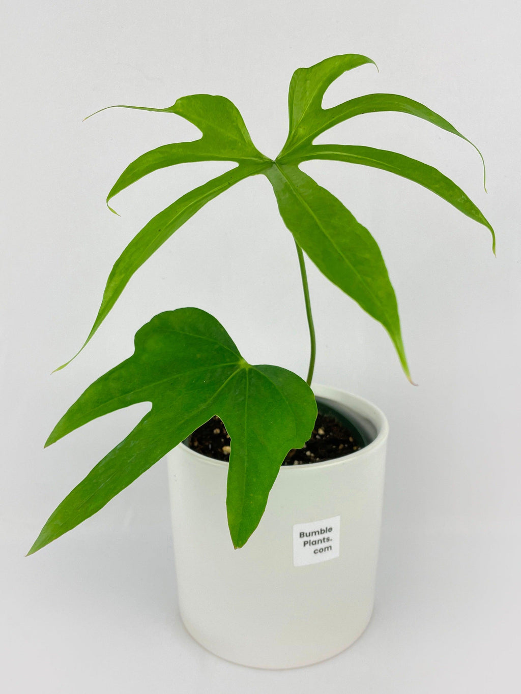 Anthurium Pedatoradiatum