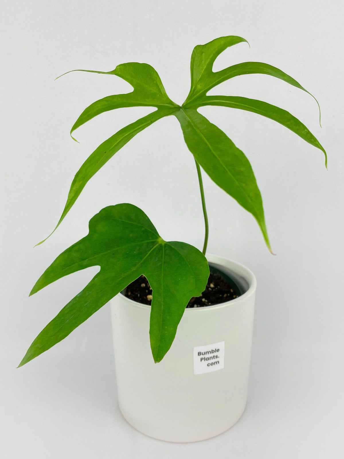 Anthurium Pedatoradiatum