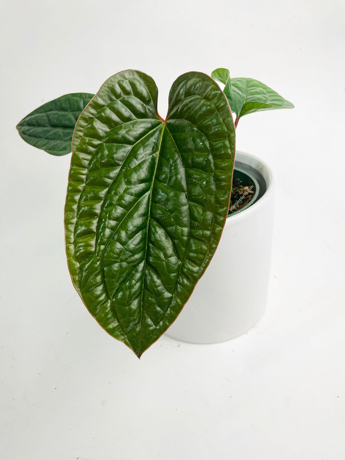 Anthurium Radicans x Luxurians Hybrid