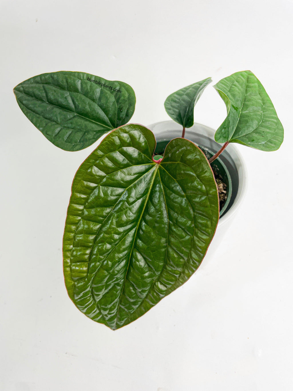 Anthurium Radicans x Luxurians Hybrid