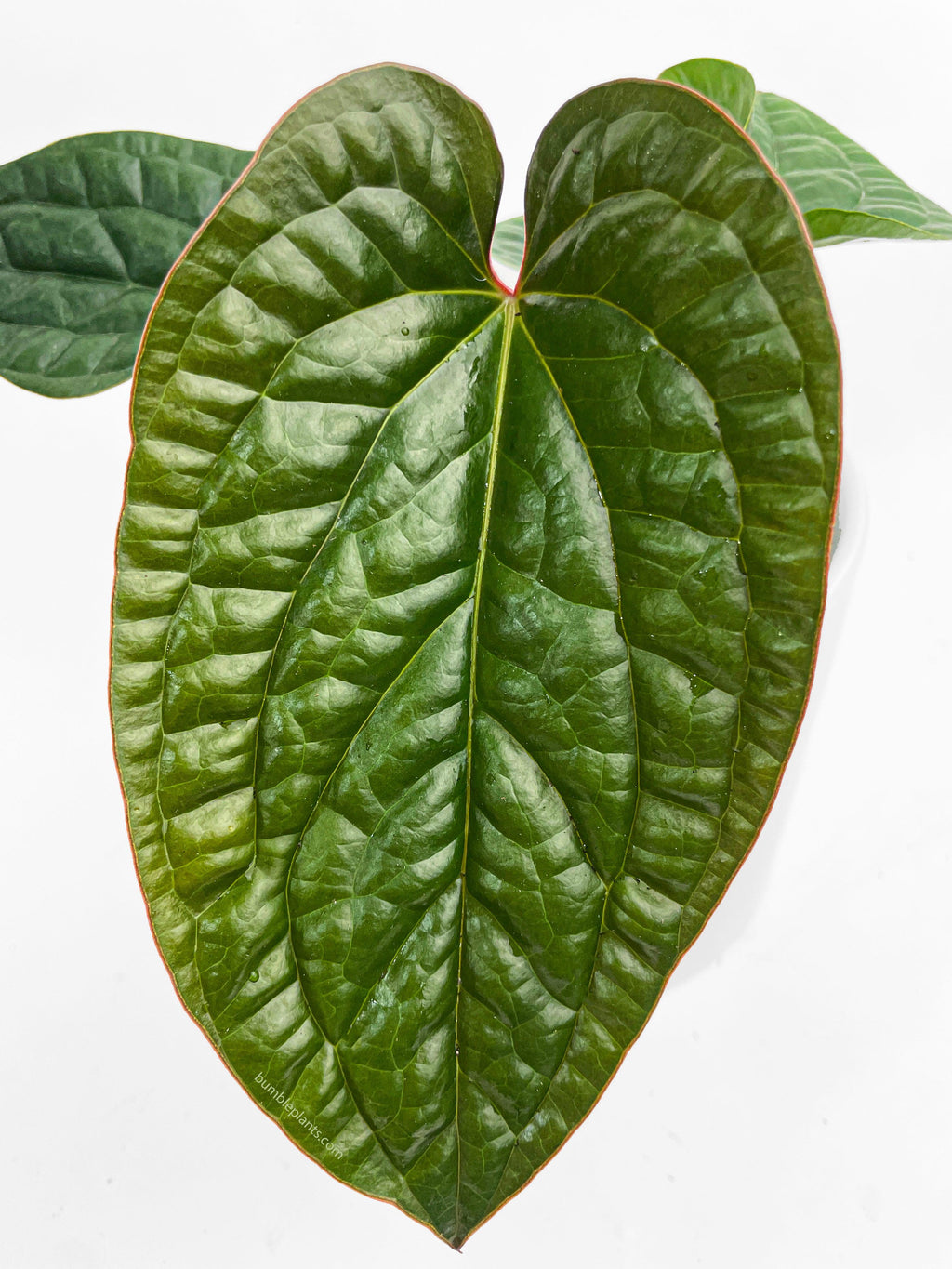 Anthurium Radicans x Luxurians Hybrid