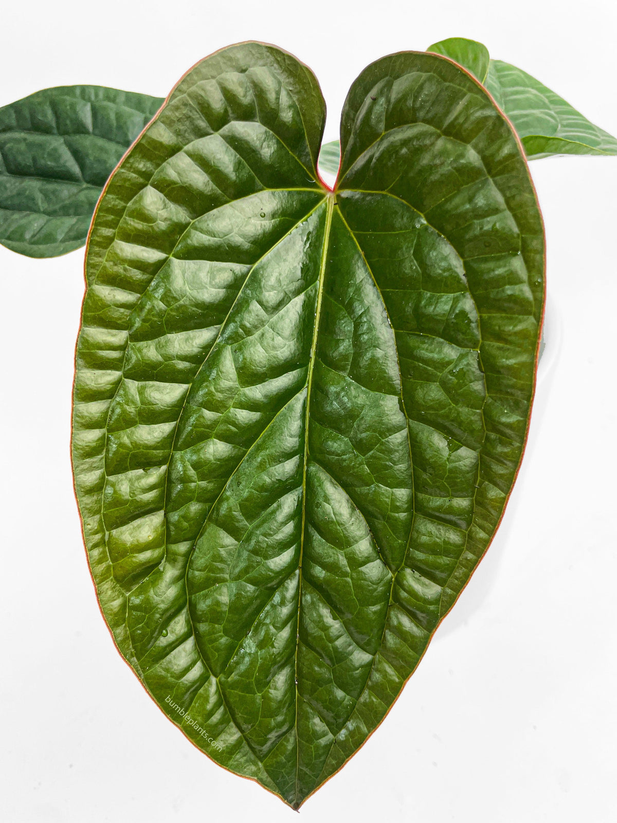 Anthurium Radicans x Luxurians Hybrid