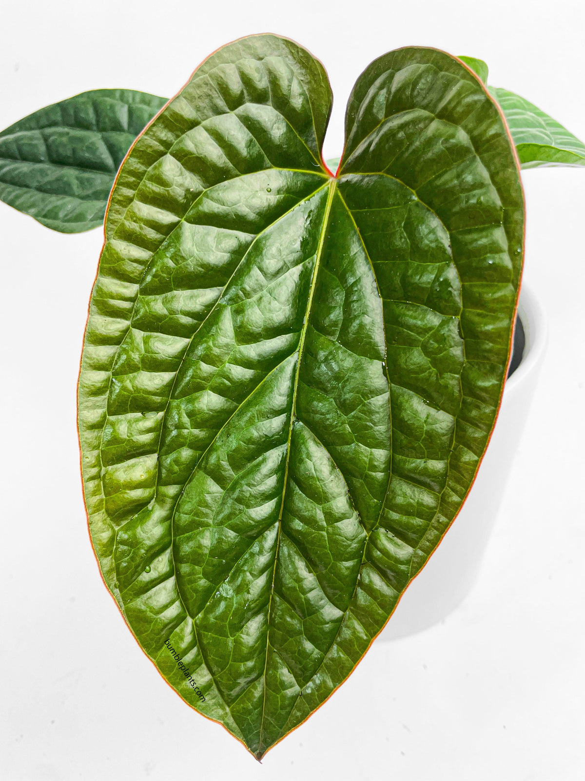 Anthurium Radicans x Luxurians Hybrid