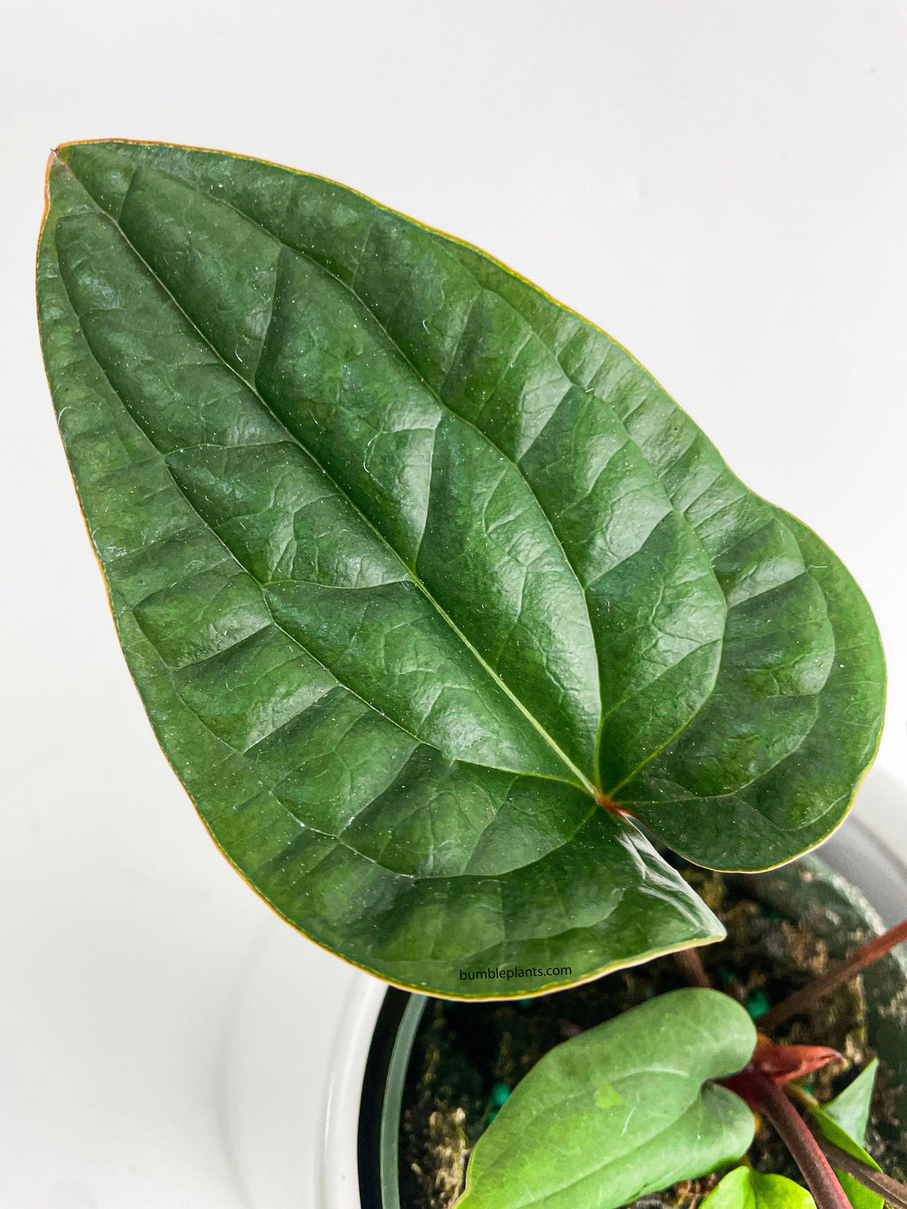 Anthurium Radicans x Luxurians Hybrid