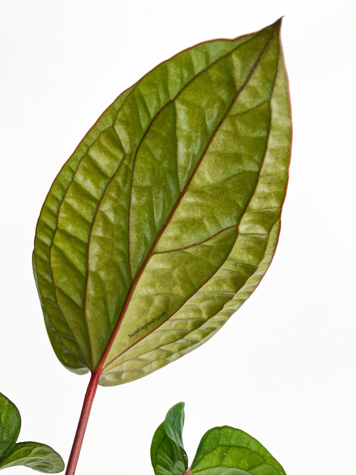 Anthurium Radicans x Luxurians Hybrid