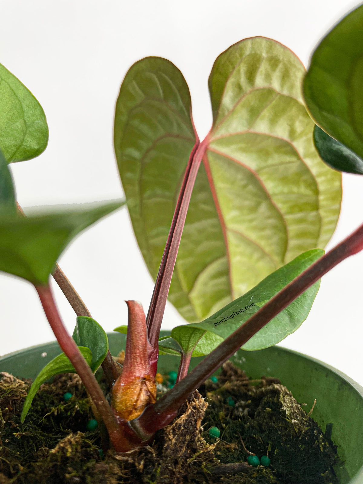 Anthurium Radicans x Luxurians Hybrid