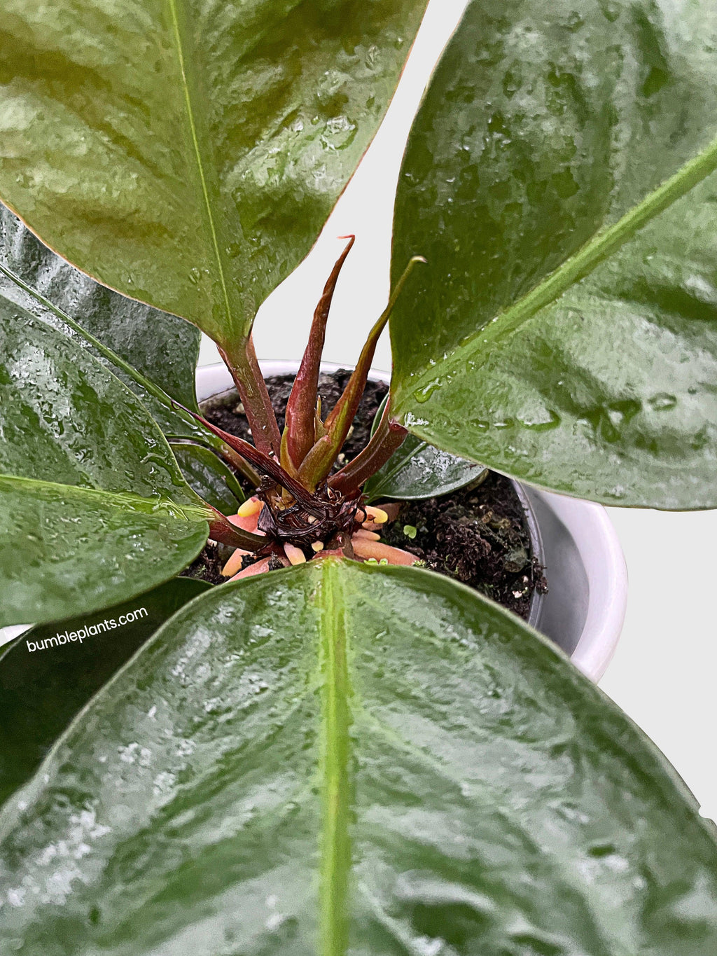 Anthurium Superbum 'Bird's Nest'
