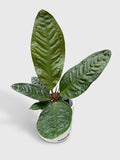 Anthurium Superbum 'Bird's Nest'