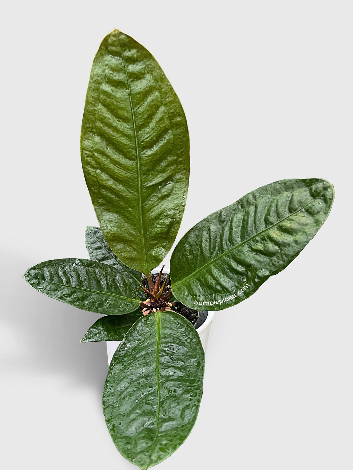 Anthurium Superbum 'Bird's Nest'
