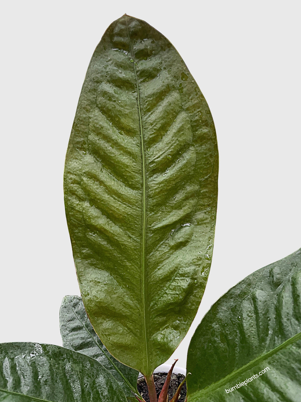 Anthurium Superbum 'Bird's Nest'