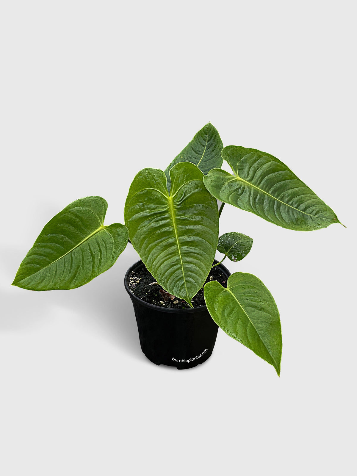 Anthurium Veitchii
