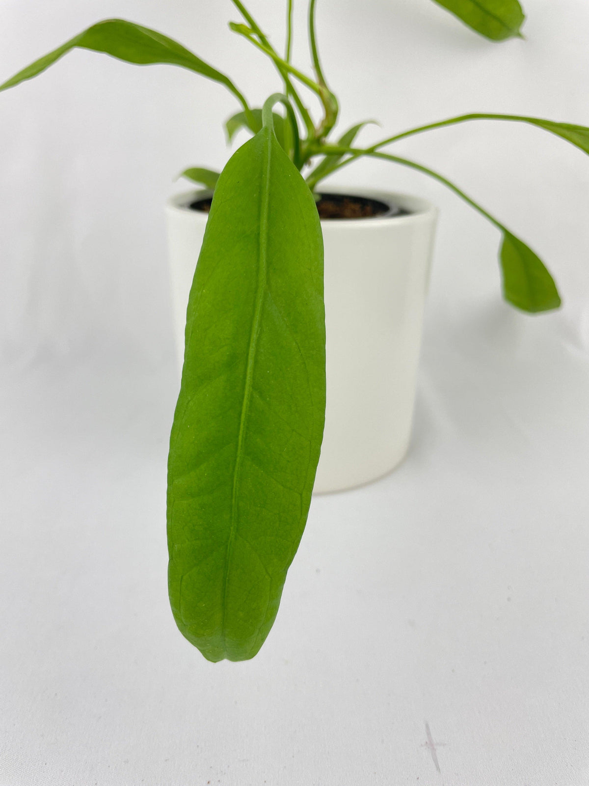 Aralia Balfouriana 'Lemon Lime'
