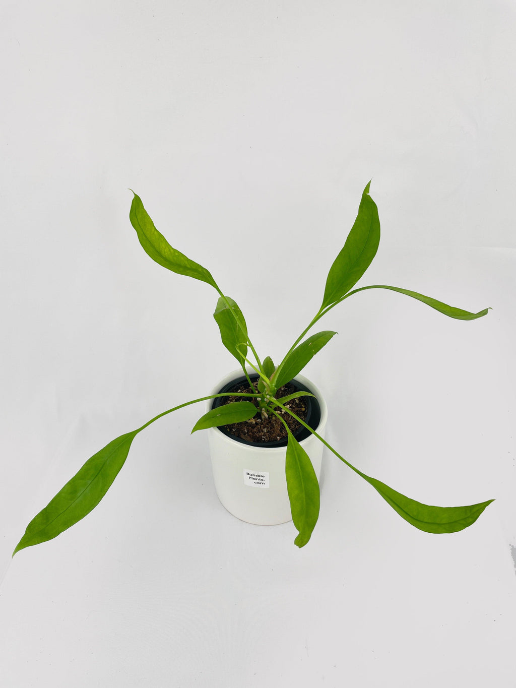 Aralia Balfouriana 'Lemon Lime'