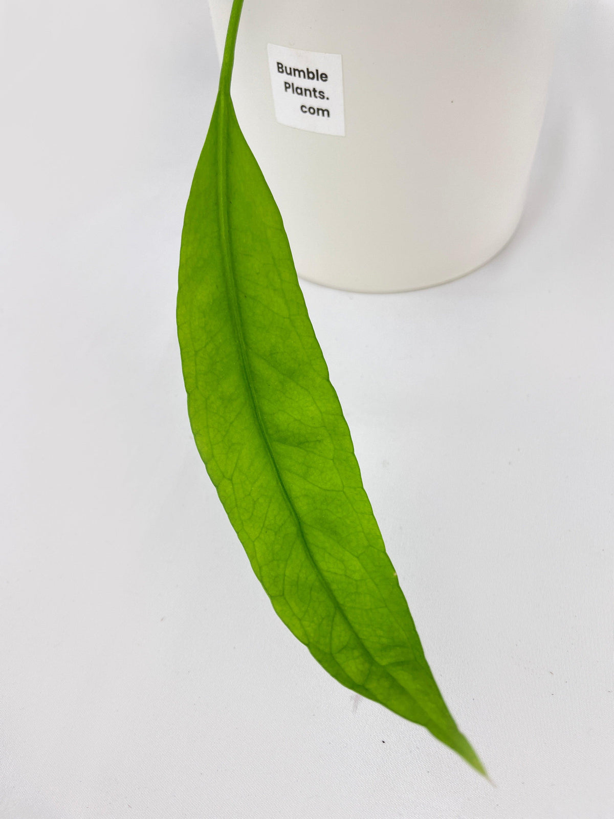 Aralia Balfouriana 'Lemon Lime'