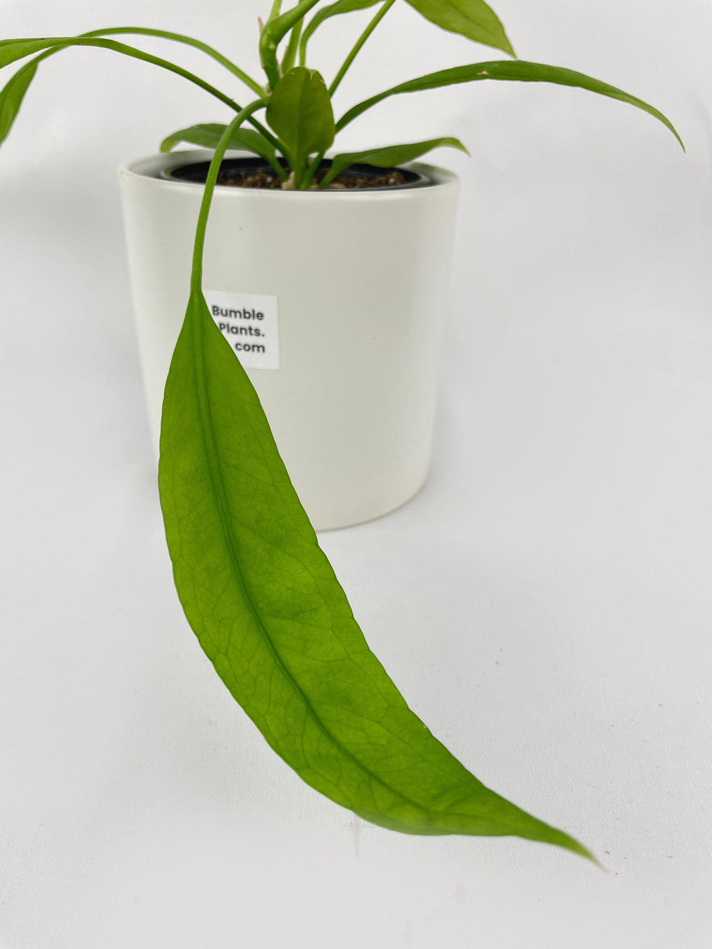 Aralia Balfouriana 'Lemon Lime'