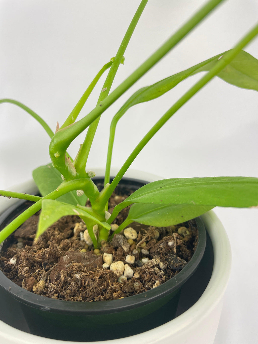 Aralia Balfouriana 'Lemon Lime'