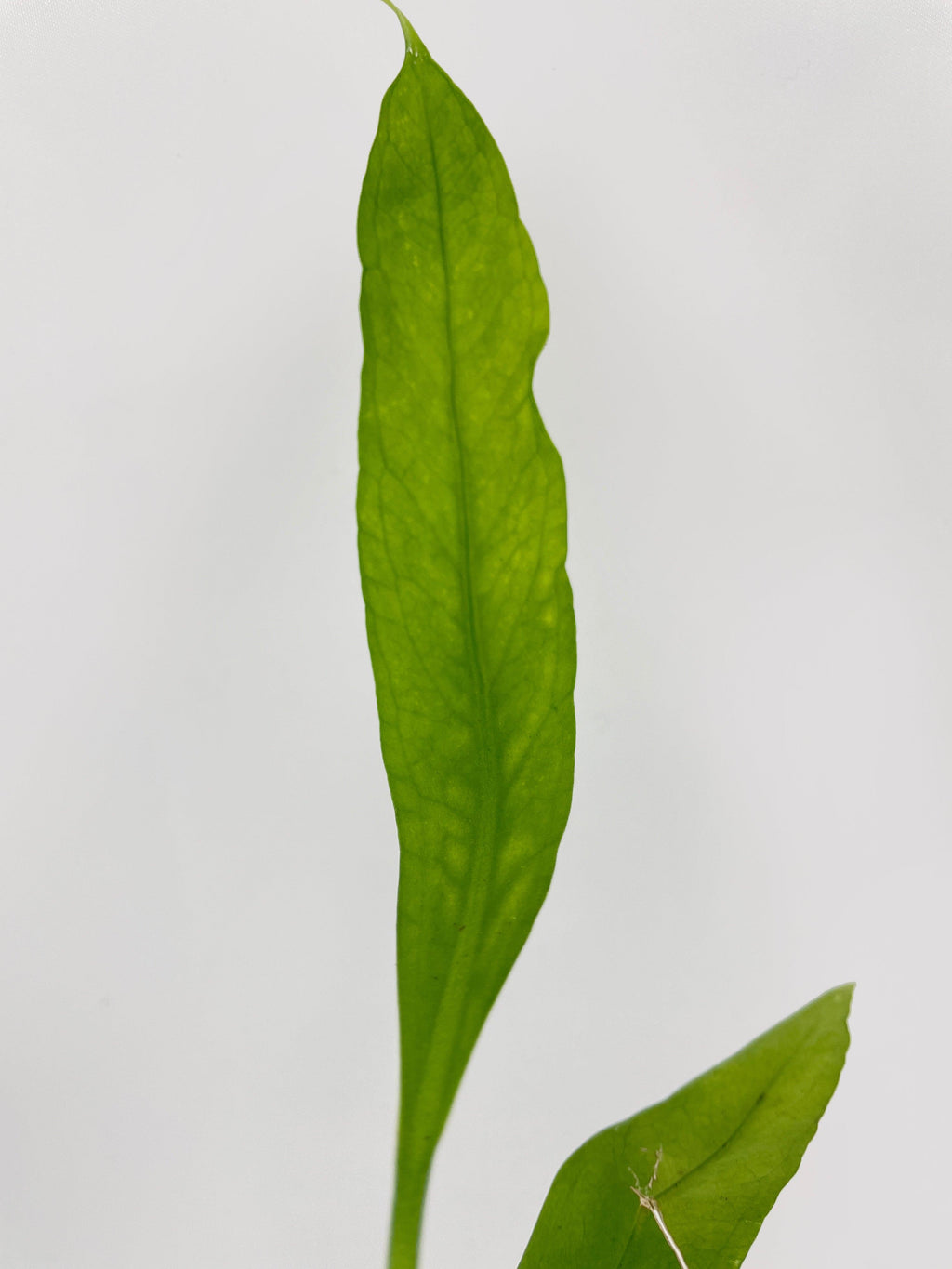 Aralia Balfouriana 'Lemon Lime'