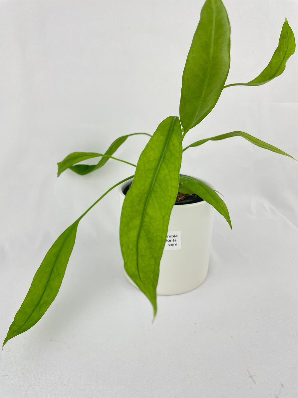 Aralia Balfouriana 'Lemon Lime'
