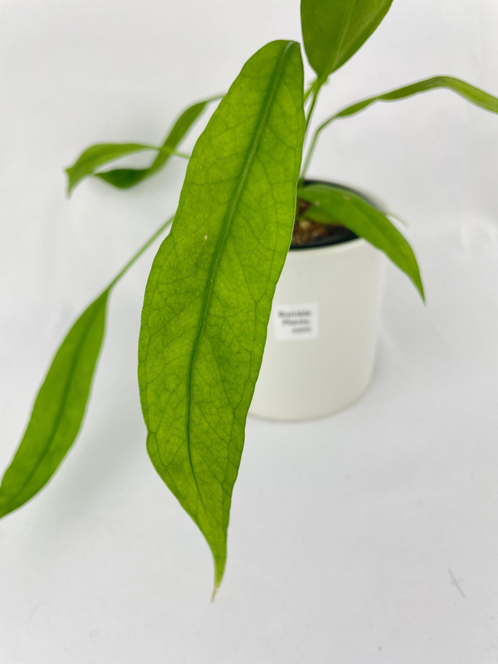Aralia Balfouriana 'Lemon Lime'