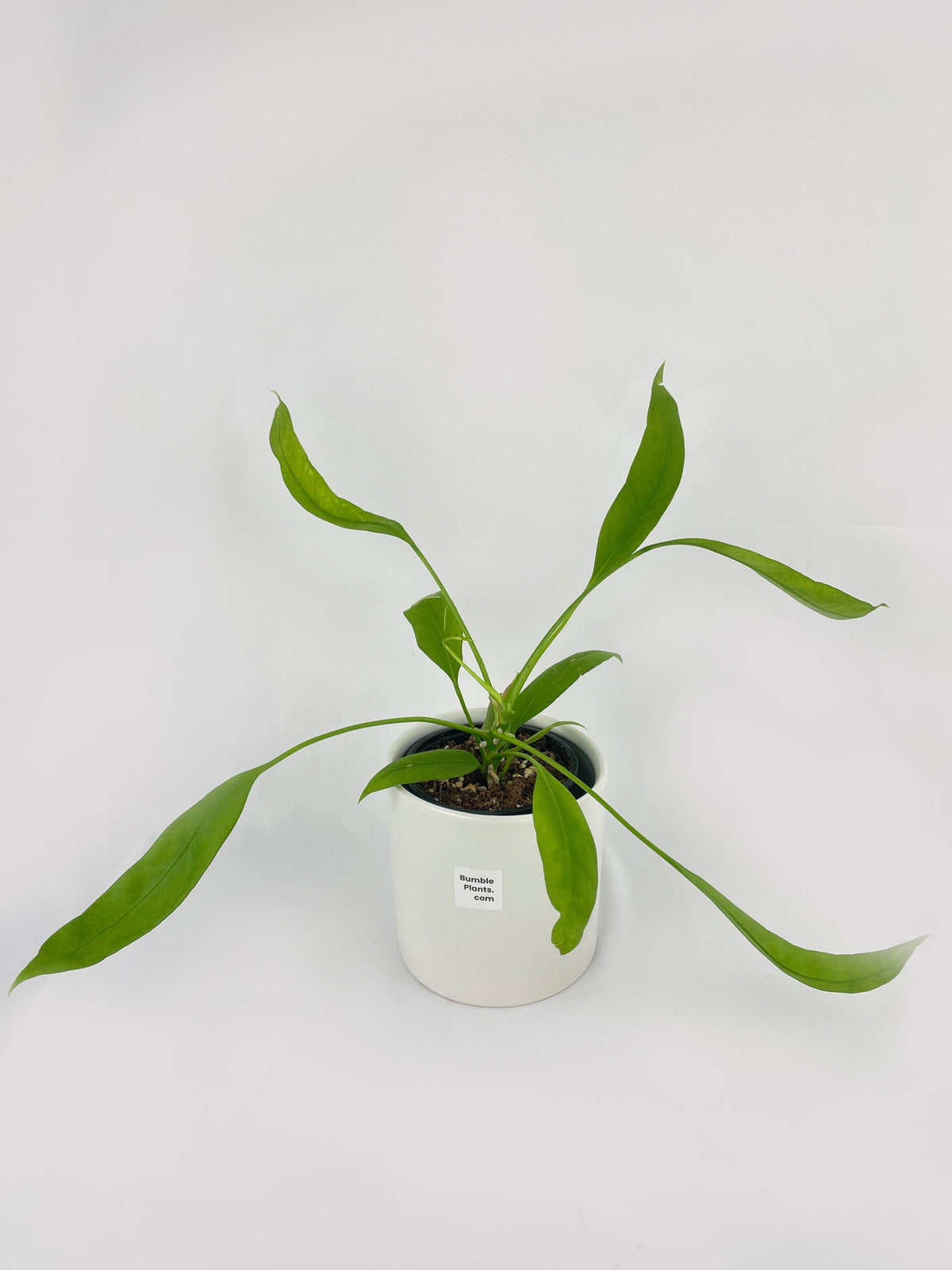 Aralia Balfouriana 'Lemon Lime'