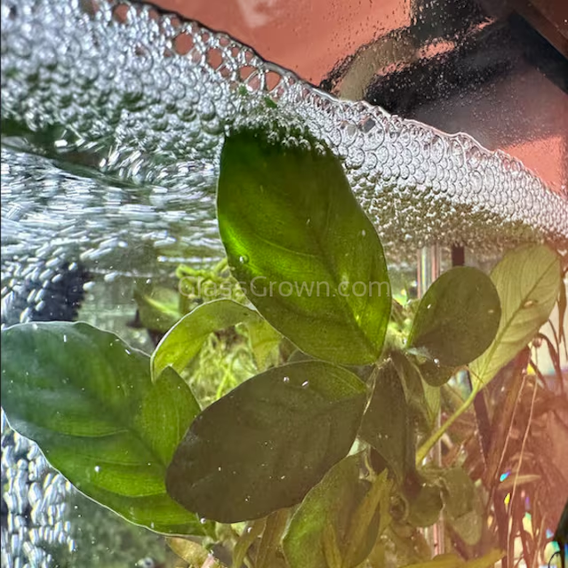 Anubias Nana