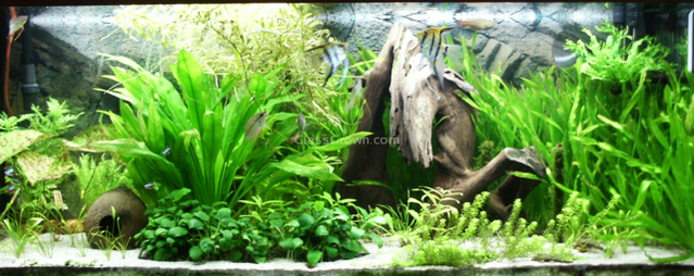 Anubias Nana