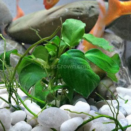 Anubias Nana