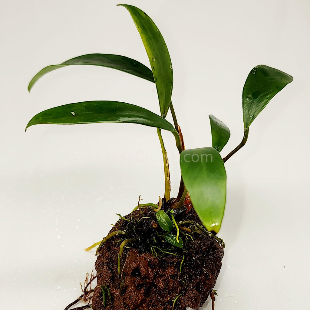 Lava Rock Anubias