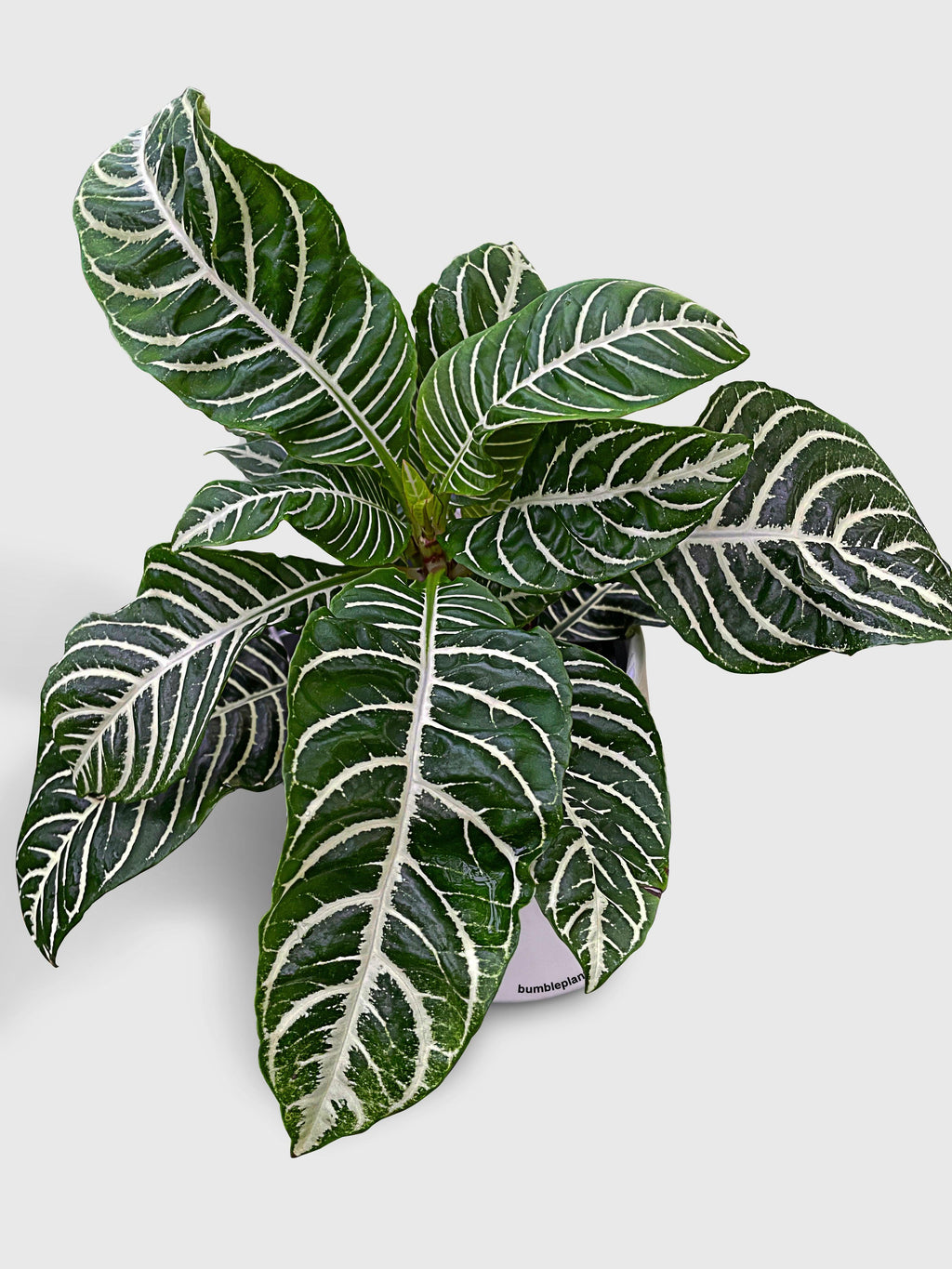 Aphelandra Squarrosa 'Zebra Plant'