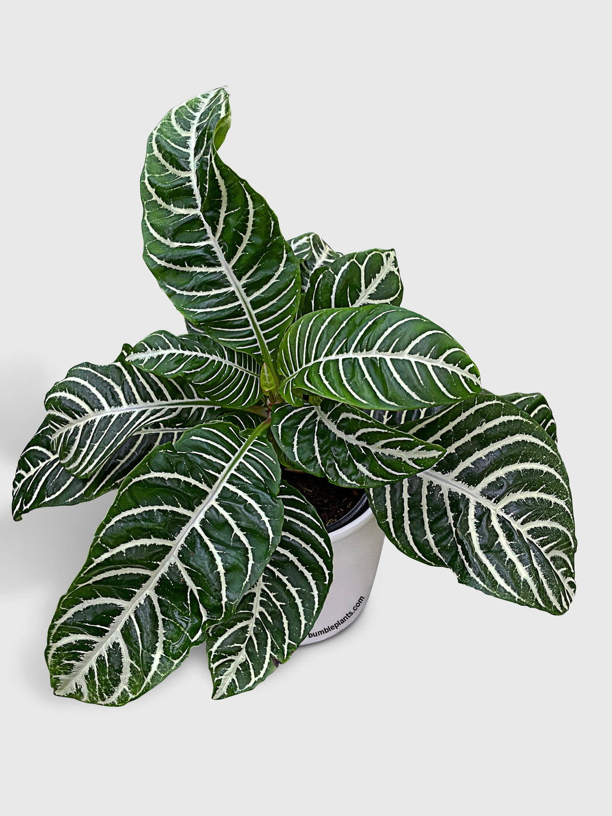 Aphelandra Squarrosa 'Zebra Plant'