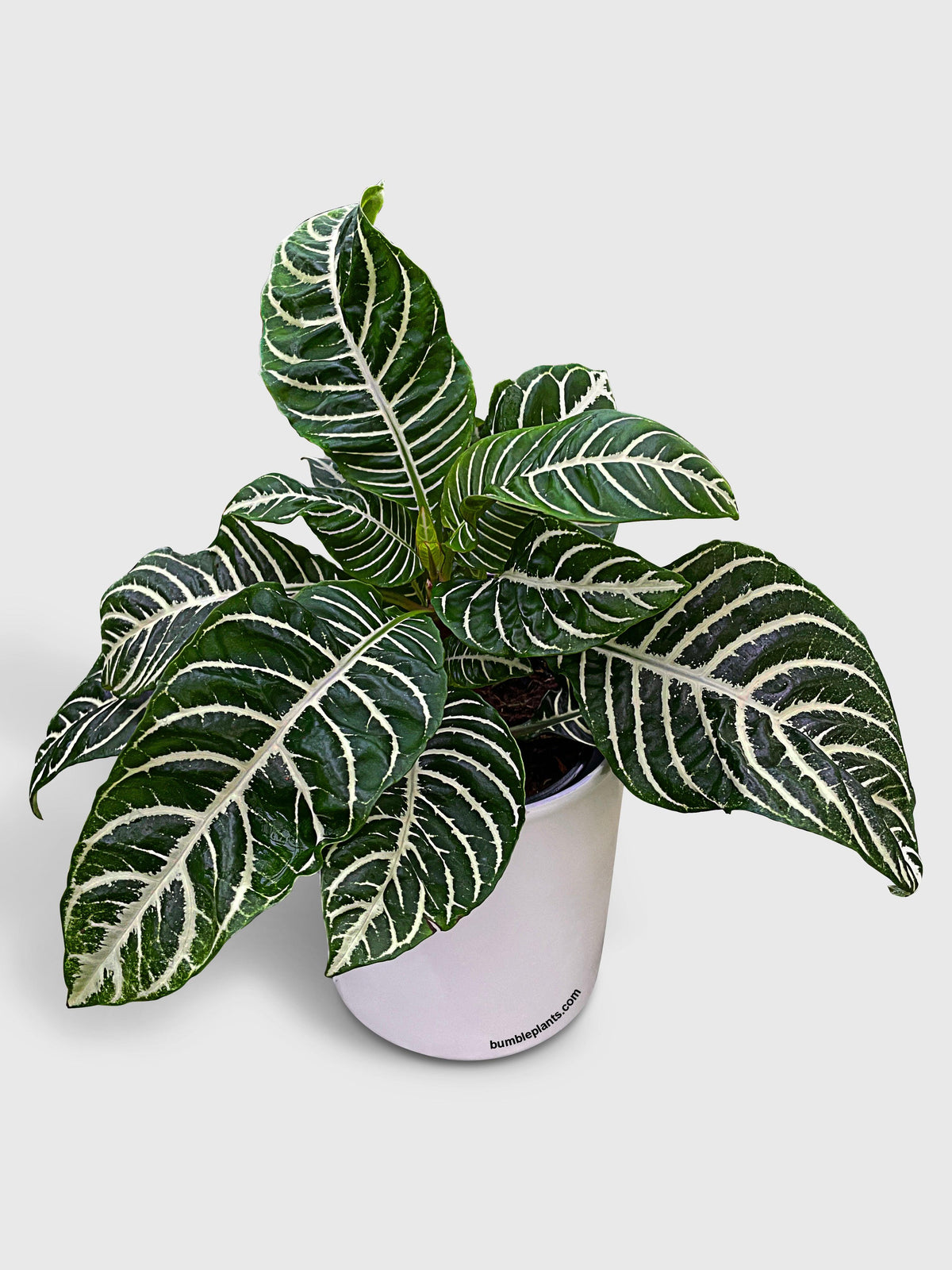 Aphelandra Squarrosa 'Zebra Plant'