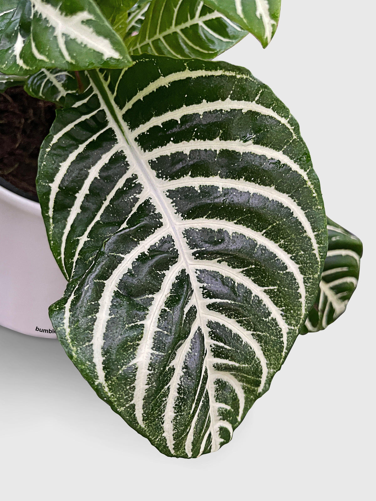 Aphelandra Squarrosa 'Zebra Plant'