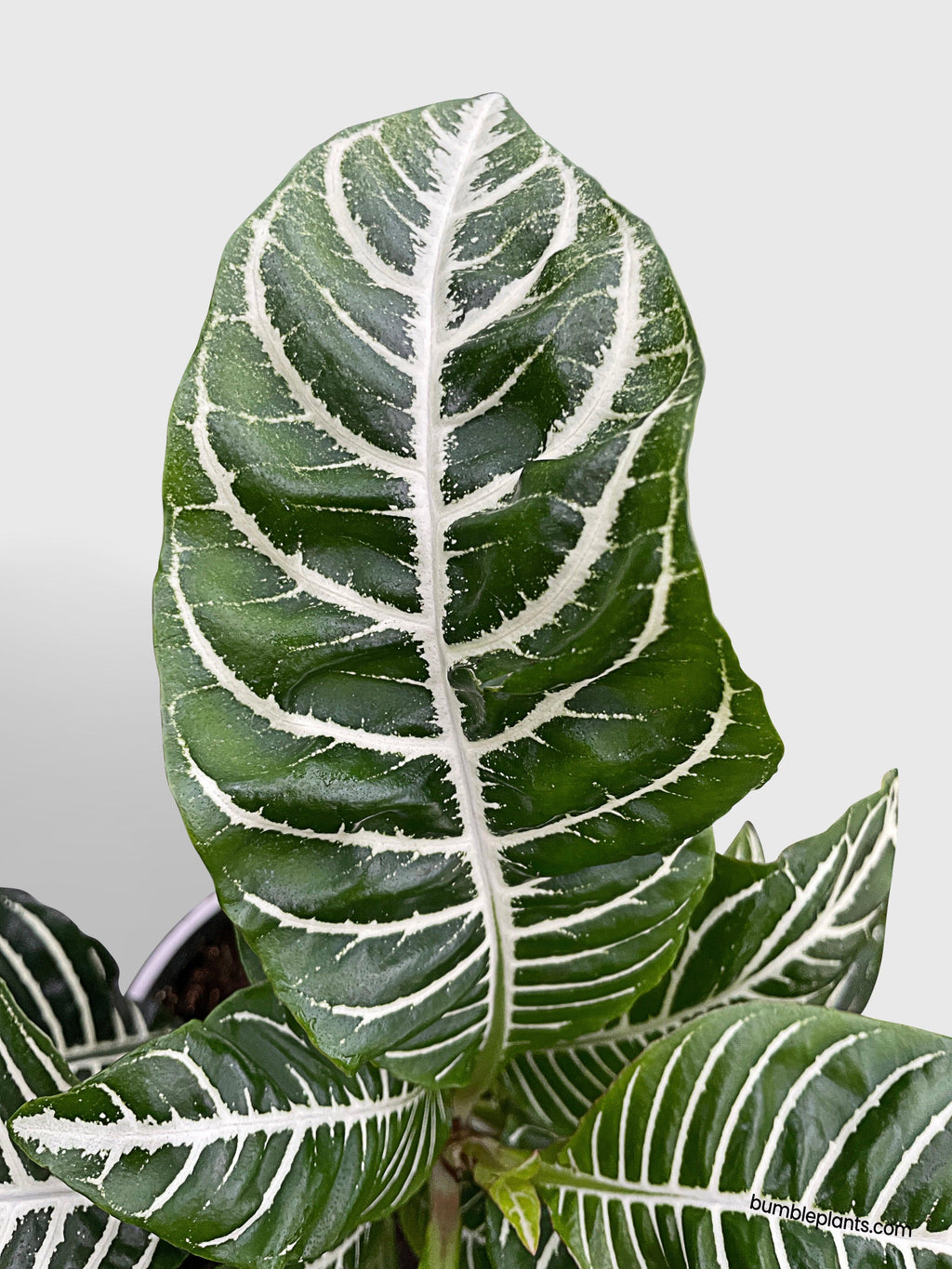 Aphelandra Squarrosa 'Zebra Plant'