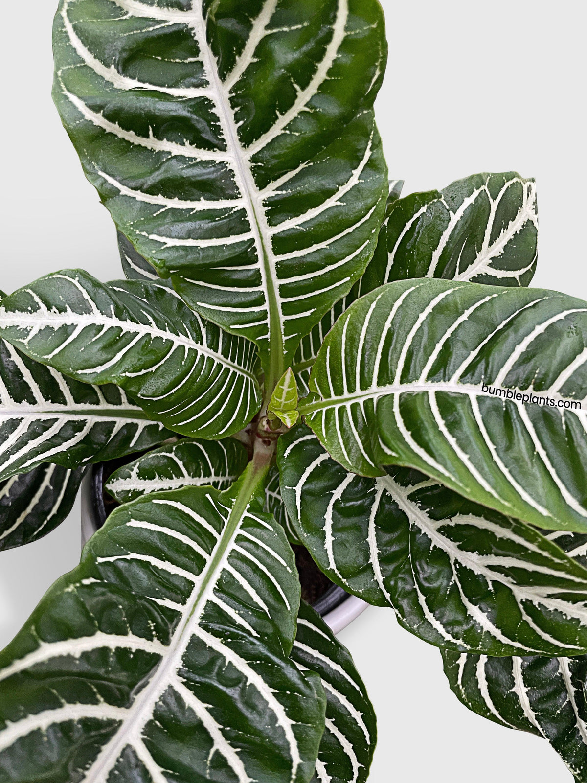 Aphelandra Squarrosa 'Zebra Plant'