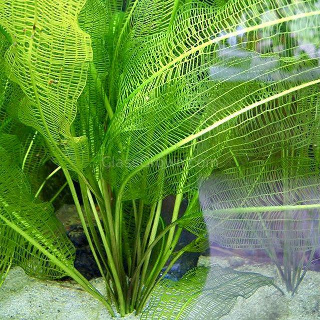 Madagascar Lace Bulb