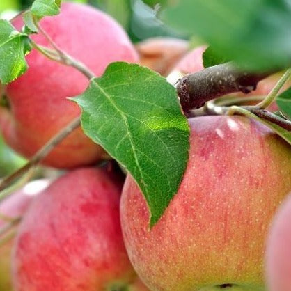 Apple Tree 'Winesap'