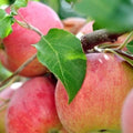Apple Tree 'Winesap'