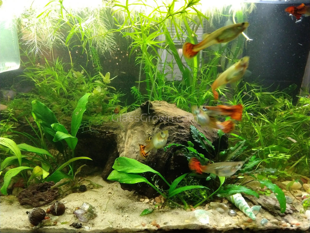 Aquarium Root Fertilizer Tabs